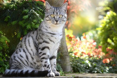 Domestic shorthair cat grey