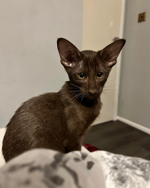 Brown Suffolk kitten