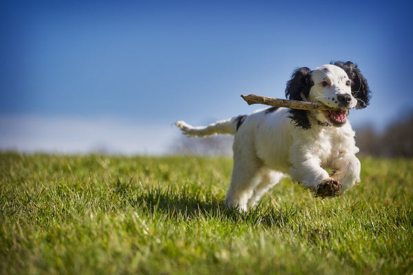 Chamomile for dogs