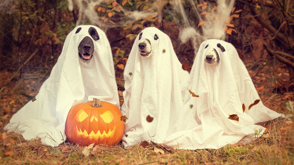 Can dogs see ghosts?