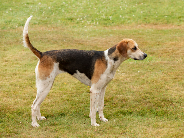 english foxhound