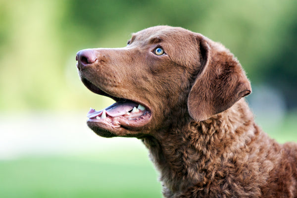 chesapeake bay retriever face