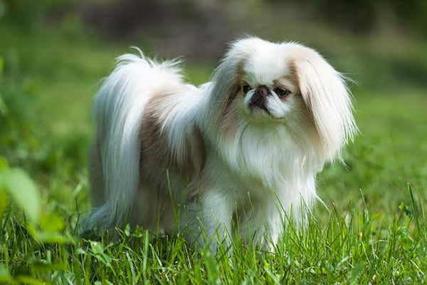 40 Small Dog Breeds