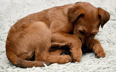irish terrier pup