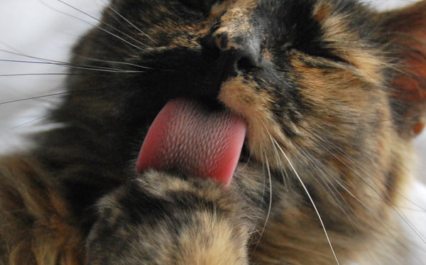 cat-tongue