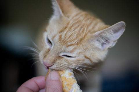 Can humans eat pet food