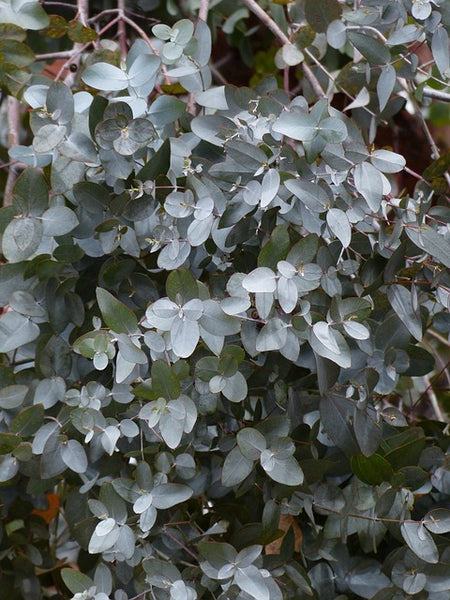 Eucalyptus Plant