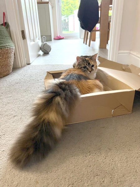 Calico cat in a box