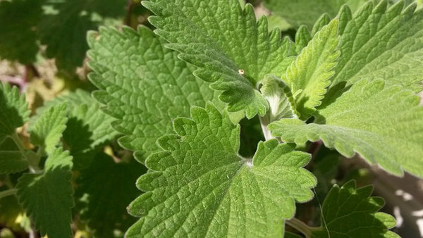 Why do cats like Catnip?