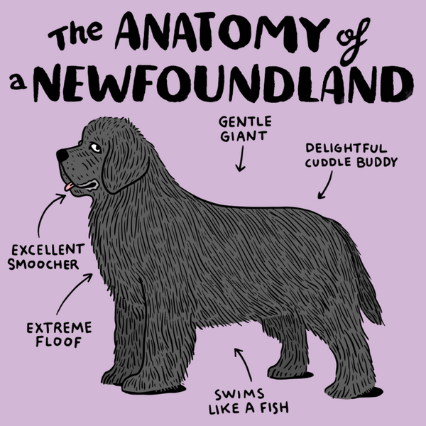 newfoundland dog