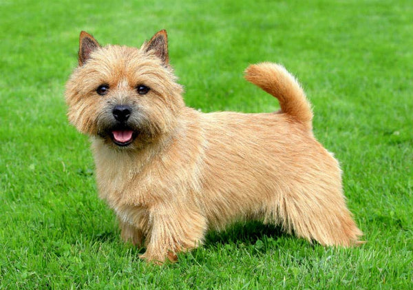 40 Small Dog Breeds