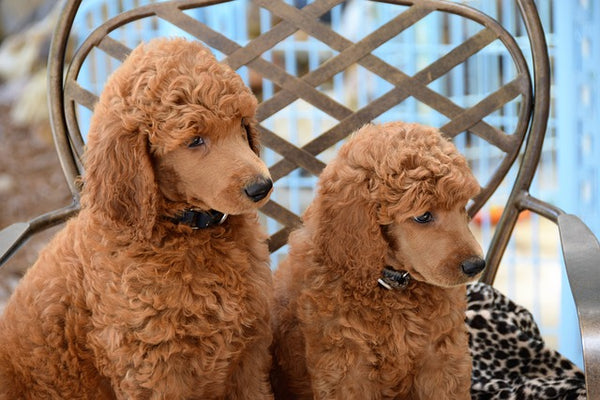Miniature poodle vs Poodle. Whats the difference?