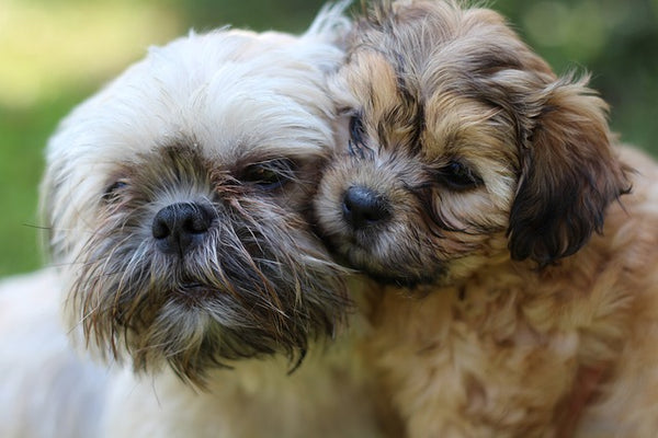 Are Shih Tzu's Good Family Dogs?