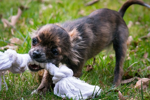 do teething puppies eat less