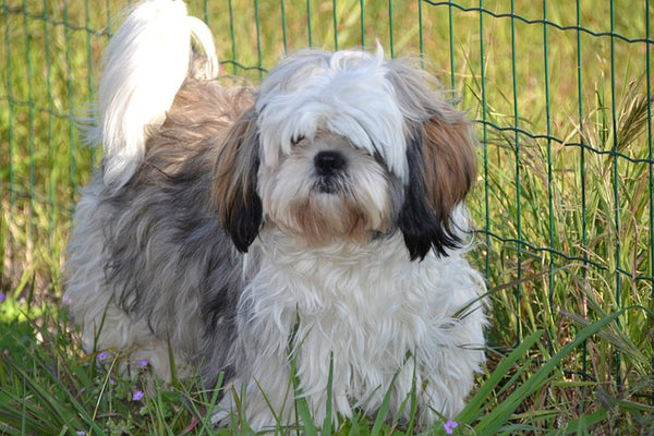 Shih Tzu Basics