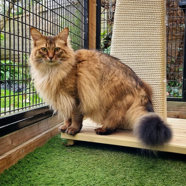 Somali cat outdoors