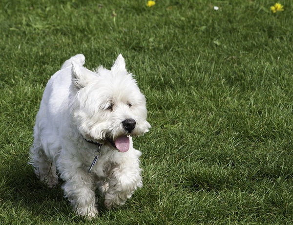 West Highland white terrier