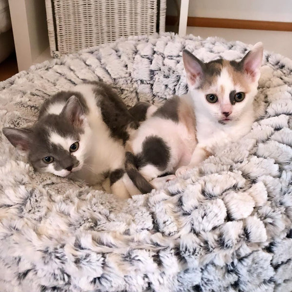 Two German Rex kittens