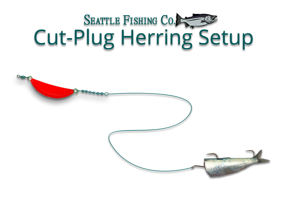 Cut Plug Herring Setup - Salmon Mooching & Trolling– Seattle