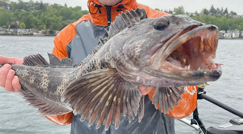Lingcod Fishing Washinton Seattle