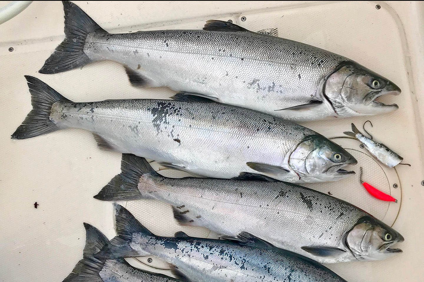 Cut Plug Herring Setup - Salmon Mooching & Trolling– Seattle Fishing Company