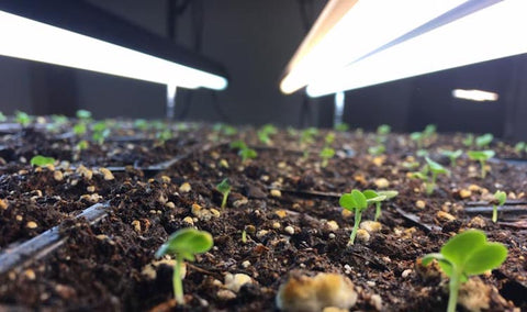 Seedlings under lights