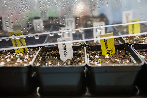 Domes over seedlings