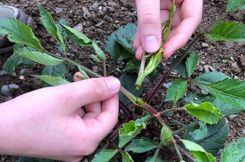 is bone meal good for dahlias