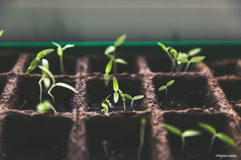 Seedlings in tray