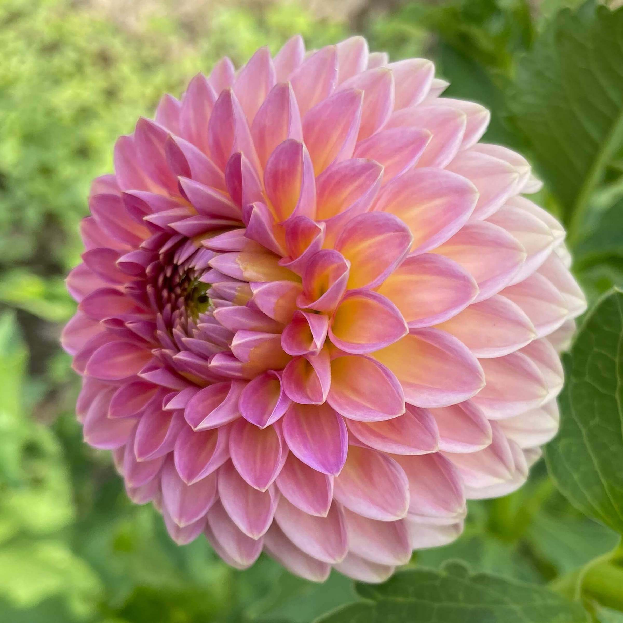 Pink Suffusion Dahlia – Bear Creek Farm