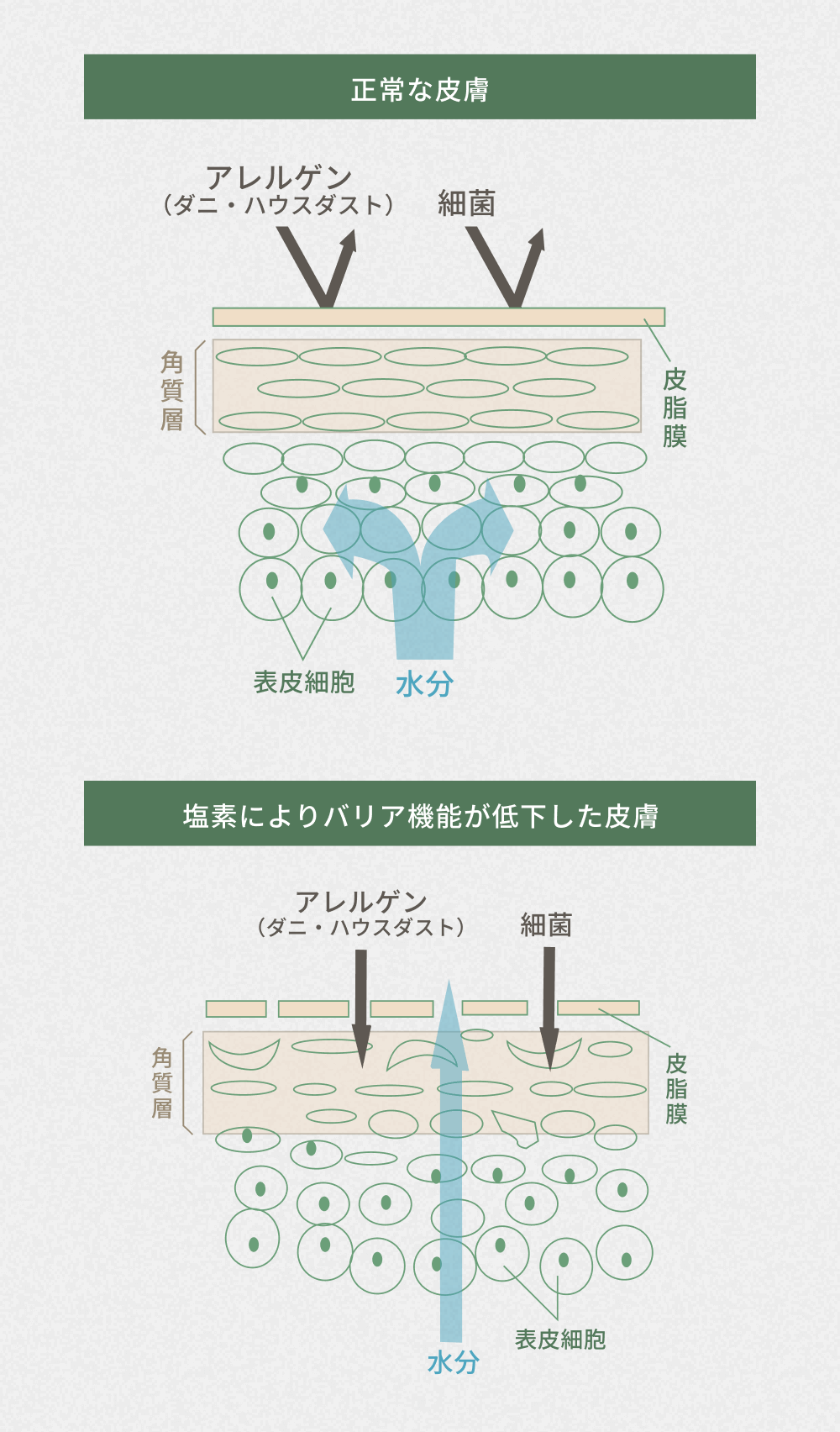 残留塩素の肌への影響