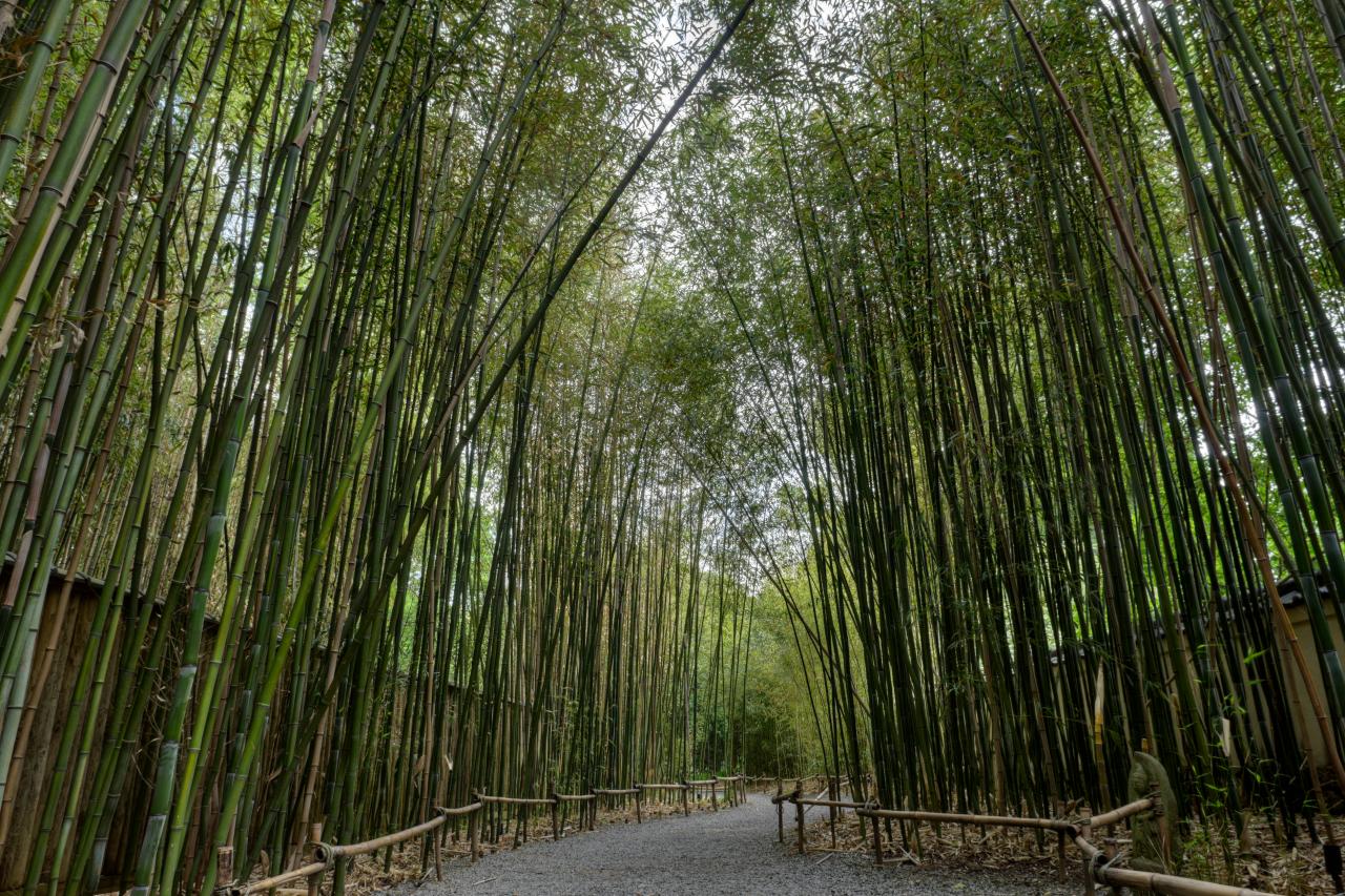 bamboo fibers