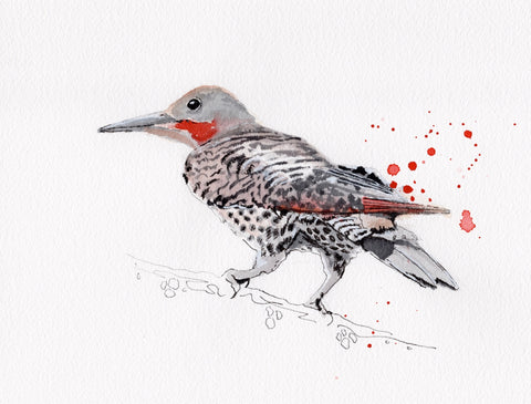 Northern Flicker bird splashy watercolour painting 