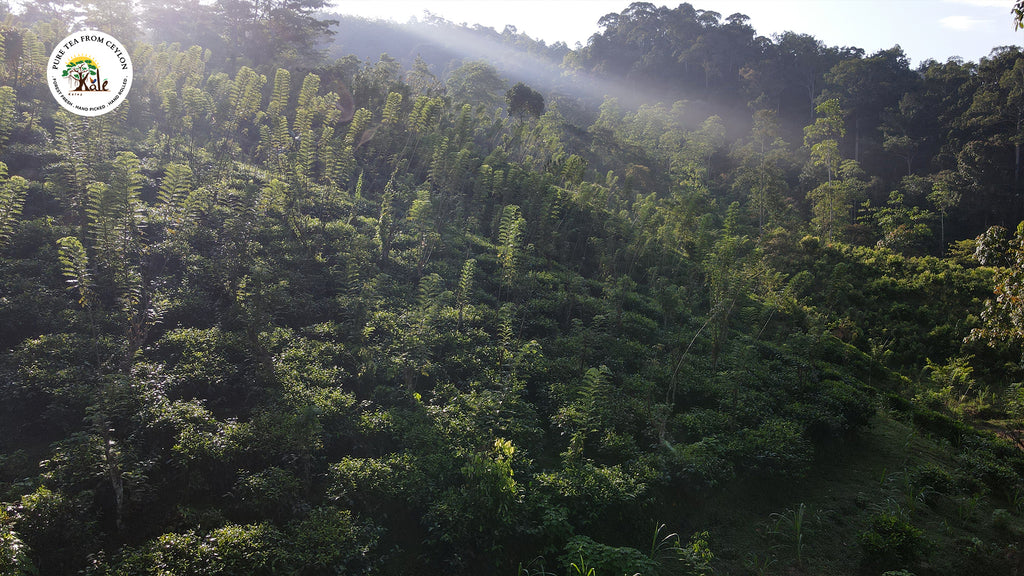 Kaley Tea Estate