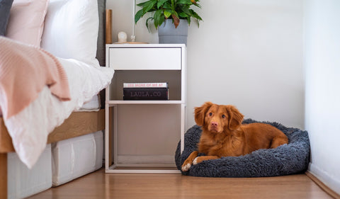 How do calming dog beds work