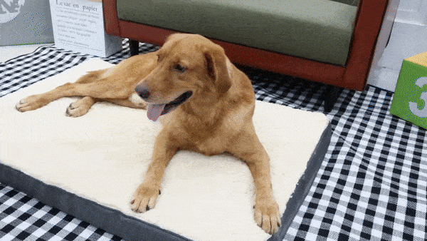 orthopedic-dog-bed