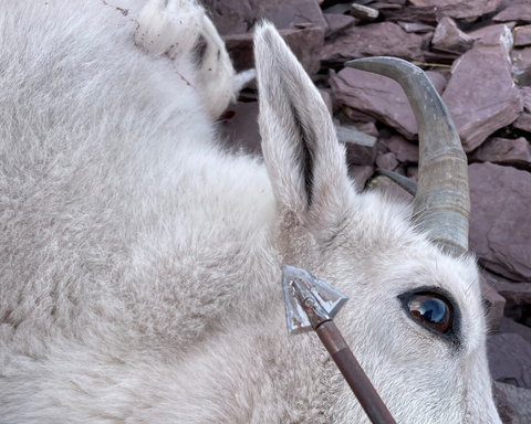 Best Mountain Goat Broadhead