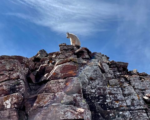 Bow Hunting Mountain Goat