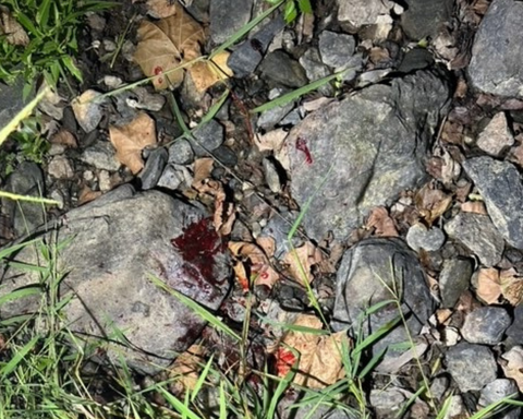 whitetail blood trail