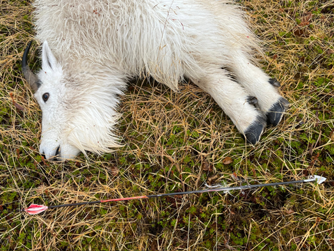 iron will mountain goat