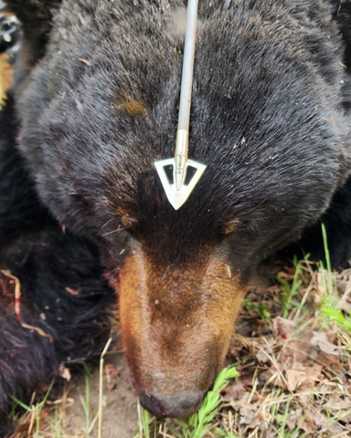 bear hunting broadhead