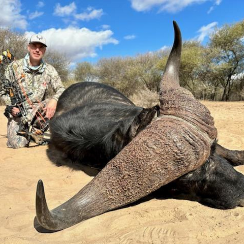 Cape Buffalo with bow