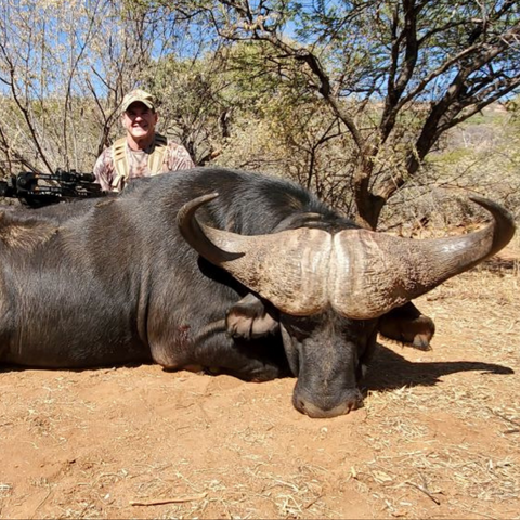 Cape buffalo with bow