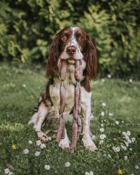 Dog with sausages in his mouth