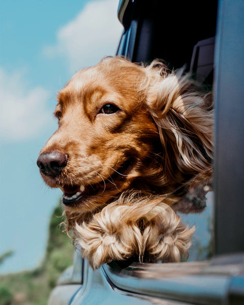 A happy dog in a car