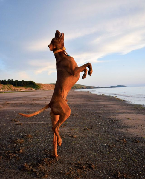 A dog jumping into the air