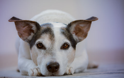 Can jack russells eat raw meat?