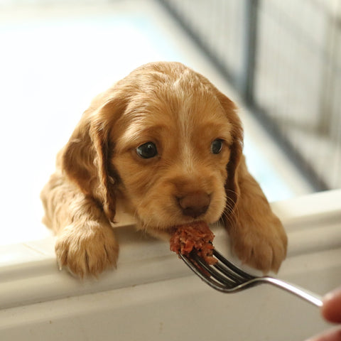 Slowly Feeding a puppy