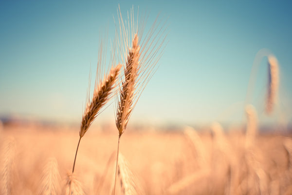 Wheat Allergies For Dogs
