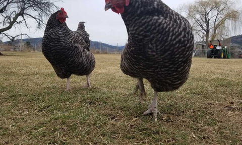 scaly legs in chickens vs healthy legs